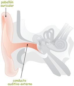 oideexterna_c