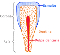 Diferentes partes de un diente